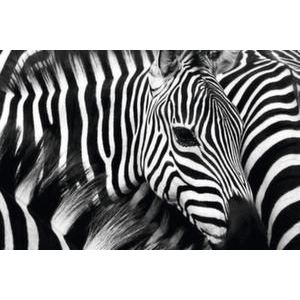 Orbis muurdecoratie motief Zebra HxB 650x 980 mm plexiglas 185072